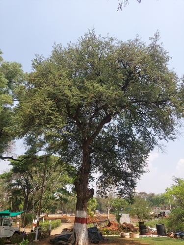 Tamarindus indica