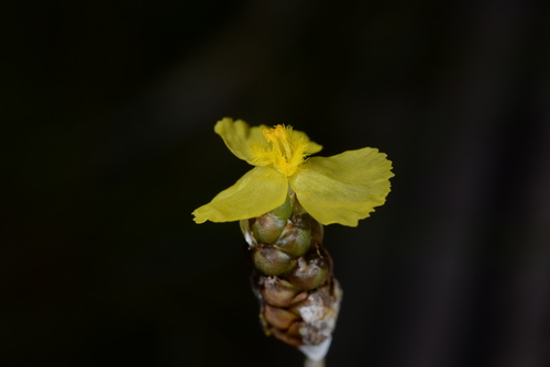Xyris complanata