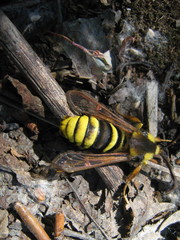 Sesia apiformis