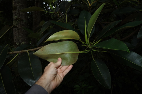 Image of Ficus macrophylla by (c) Greg Tasney, some rights reserved (CC BY-SA)