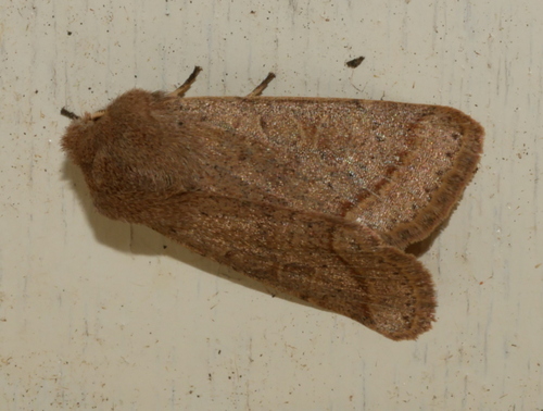 Common Quaker, Bennekom, Nederland, photo 8 of 10