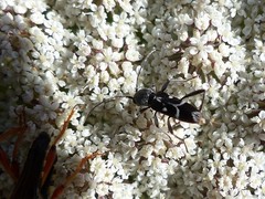 Chlorophorus sartor