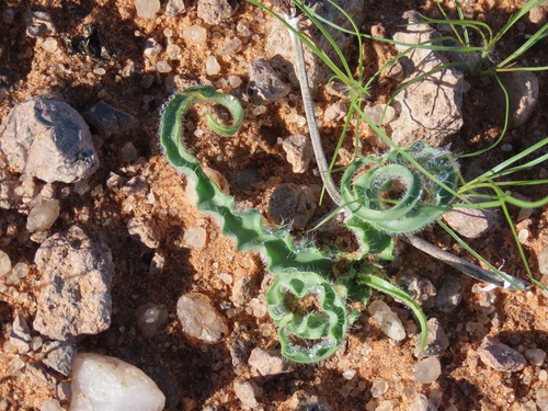 Dipcadi crispum