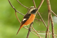 Phoenicurus auroreus