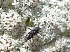 Chlorophorus sartor