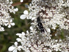 Chlorophorus sartor