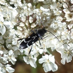 Chlorophorus sartor