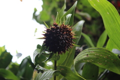 Elleanthus capitatus