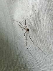 Opilio parietinus