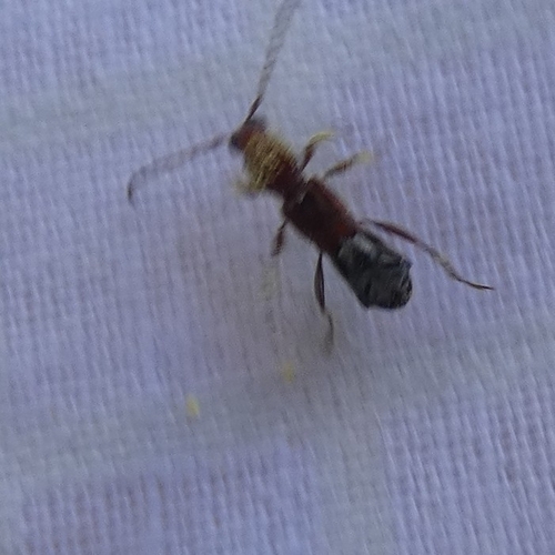 Bimaculate Longhorn Beetle photo 6