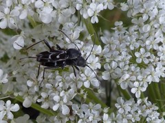 Chlorophorus sartor
