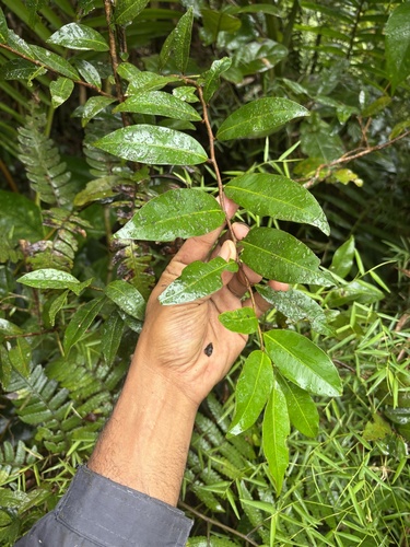 Ouratea striata