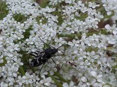 Chlorophorus sartor