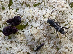 Chlorophorus sartor