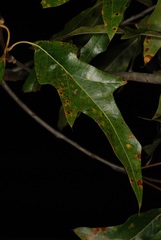 Quercus × subfalcata