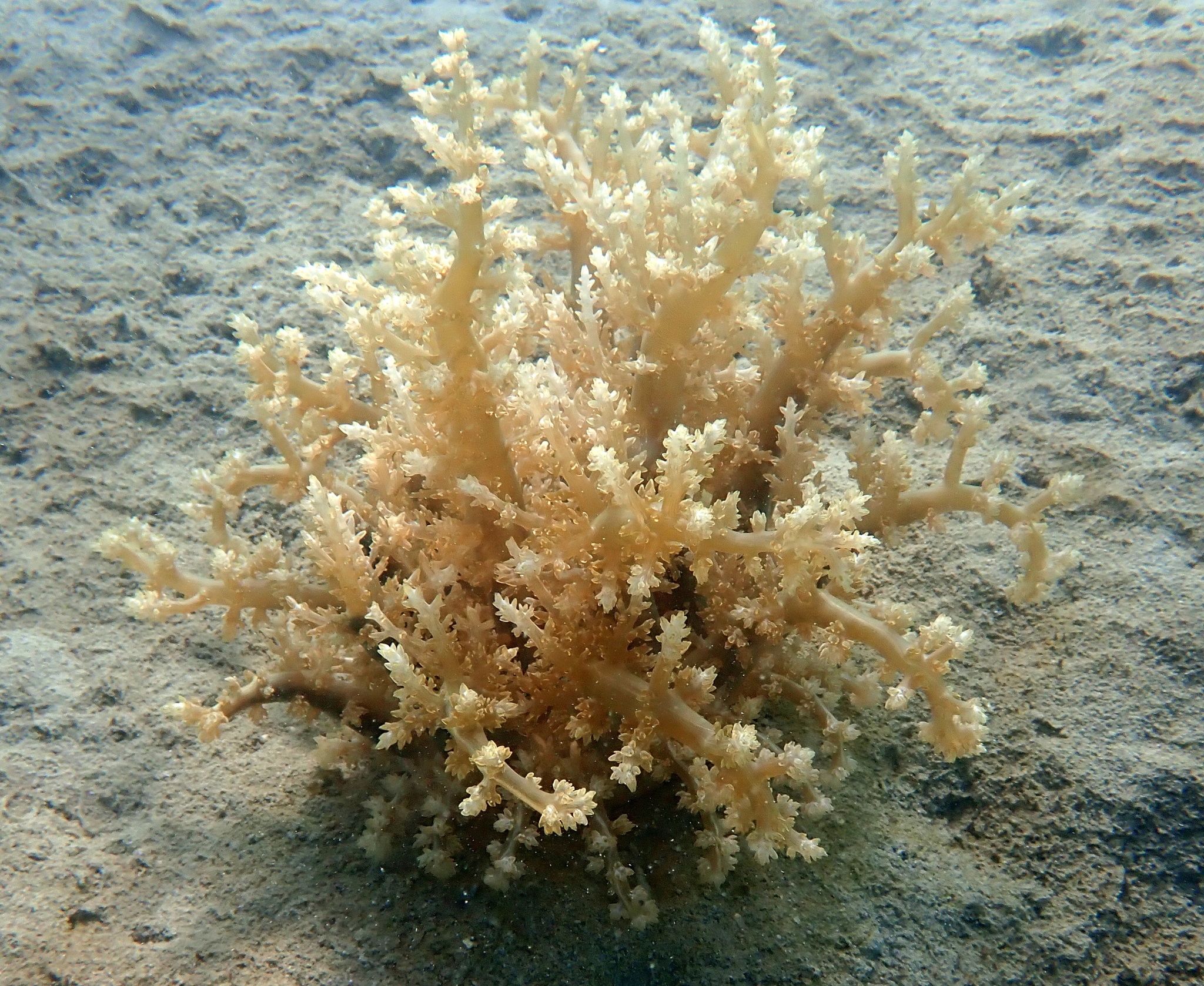 Actinodendron arboreum (Quoy & Gaimard, 1833)