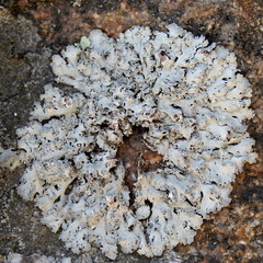 Physcia tribacia
