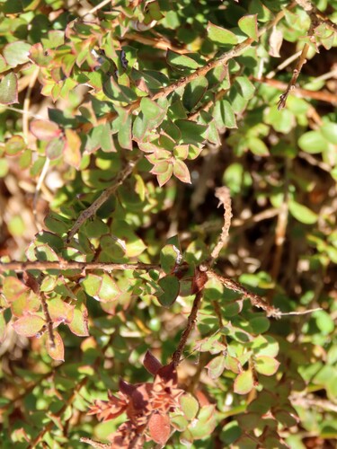 Image of Kunzea pomifera by (c) Elspeth Swan, some rights reserved (CC BY)