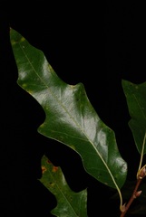Quercus × subfalcata