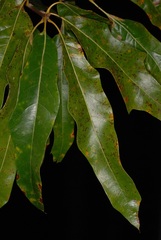 Quercus × subfalcata