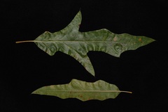 Quercus × subfalcata