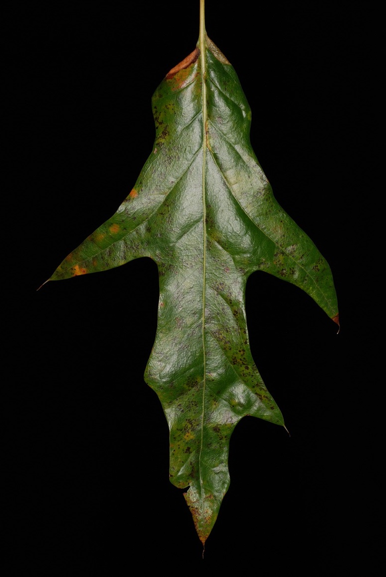 Quercus X subfalcata