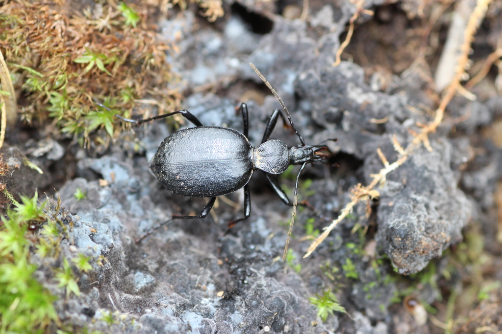 Cychrus Rufus Cychrus from 中国云南省迪庆藏族自治州德钦县 on August 28, 2013 at 02:00 PM by 昆虫学liuye ...