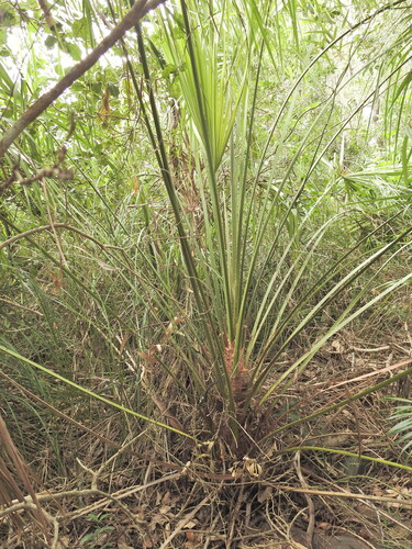Image of Livistona decora by (c) Scott W. Gavins, some rights reserved (CC BY)