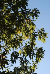 Quercus × subfalcata