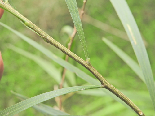 Image of Acacia maidenii by (c) Scott W. Gavins, some rights reserved (CC BY)