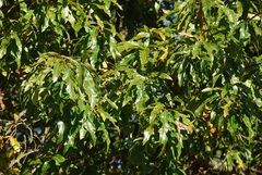 Quercus × subfalcata