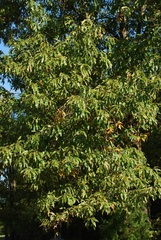 Quercus × subfalcata