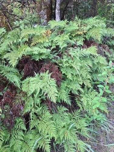Loxsoma cunninghamii (Loxsoma cunninghamii)