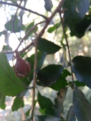Guarea macrophylla