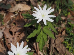 Anemone pseudoaltaica
