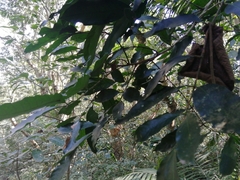 Guarea macrophylla