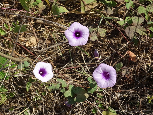 Image of Ipomoea trifida by (c) Alexis López Hernández, some rights reserved (CC BY)