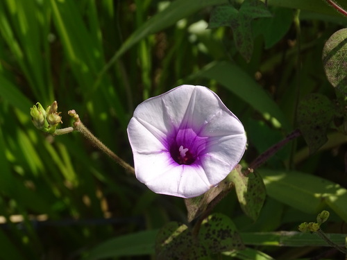 Image of Ipomoea trifida by (c) Alexis López Hernández, some rights reserved (CC BY)