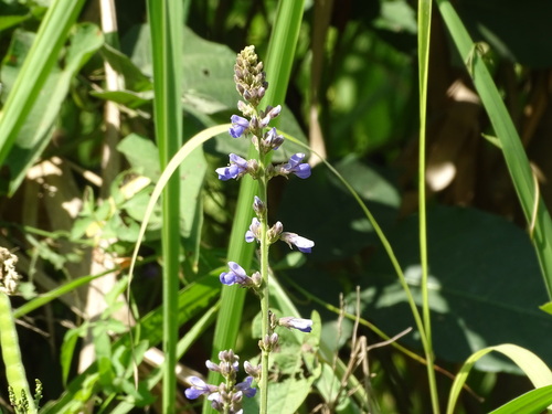 Jicama (Calopogonium caeruleum)