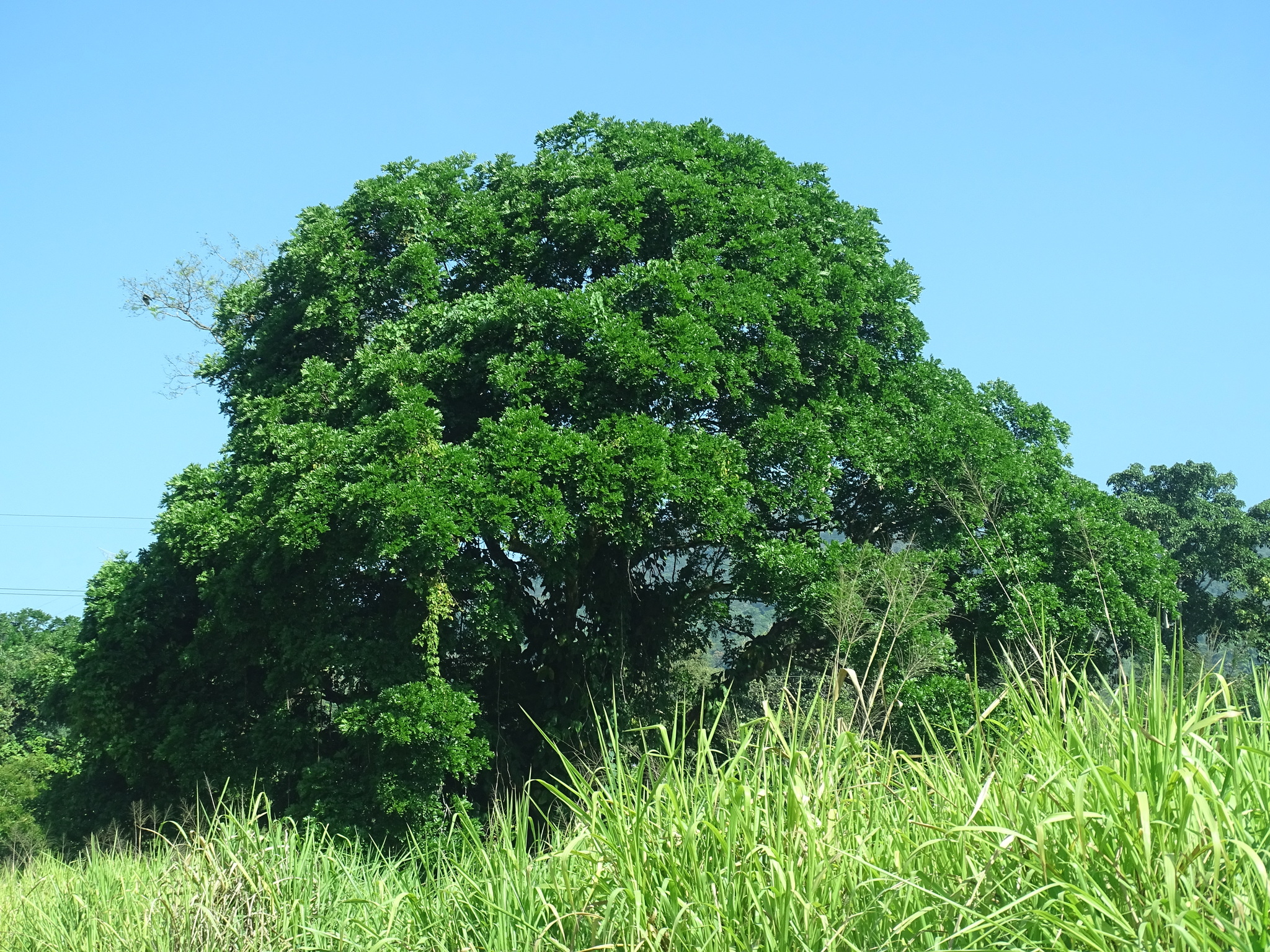 Imagem de Angelim-saia