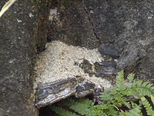 Ganoderma applanatum