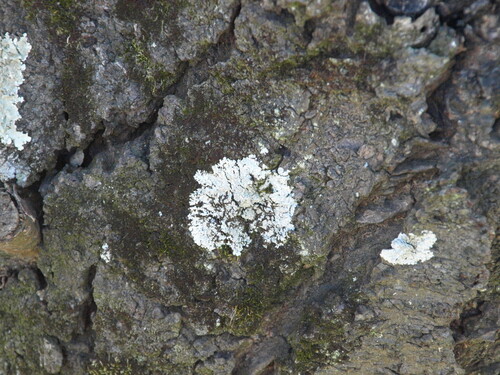 Parmotrema tinctorum