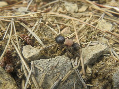 Ronisia