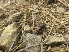 Ronisia