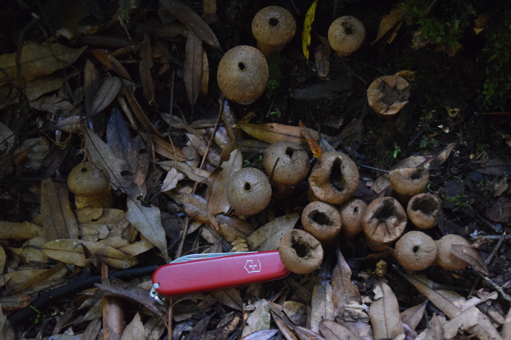 Lycoperdon colensoi