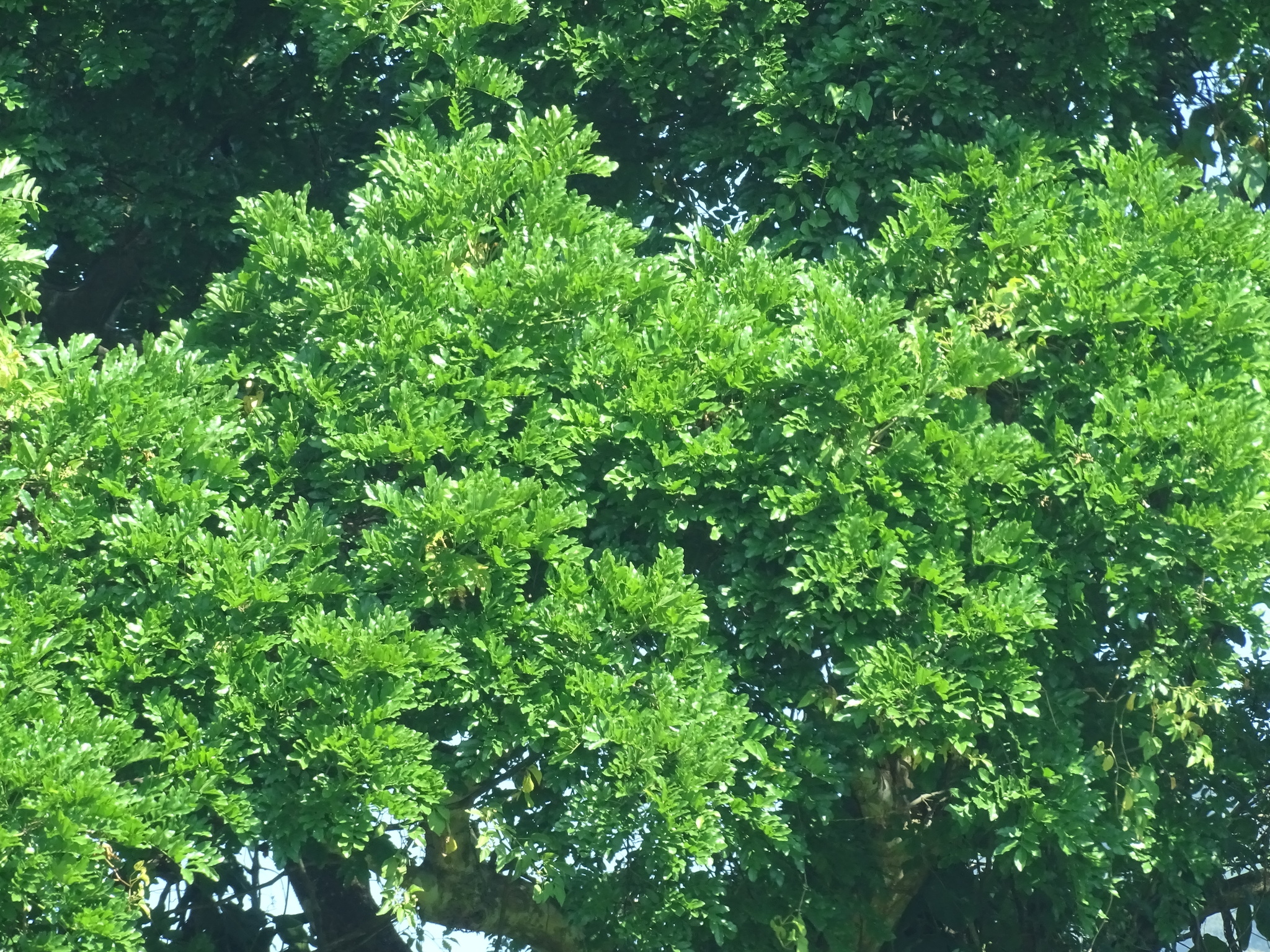 Imagem de Angelim-saia