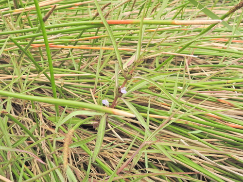 Hygrophila angustifolia, photograph 3