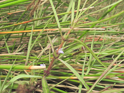 karamat (Hygrophila angustifolia)