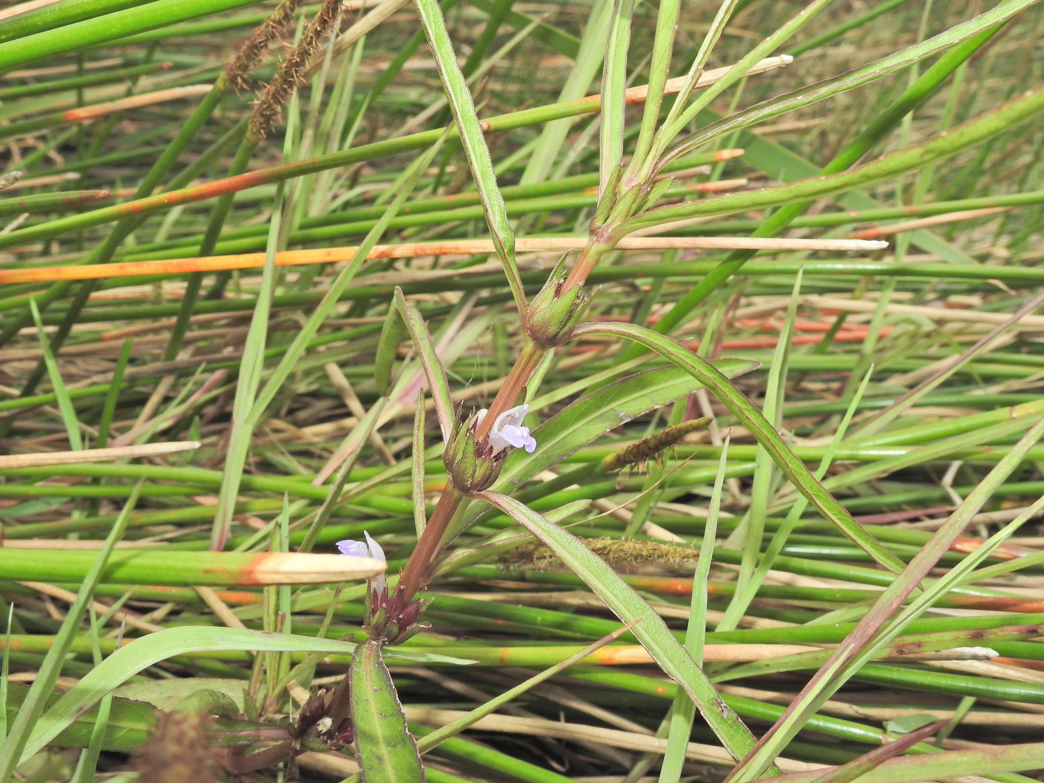 Karamat (Hygrophila angustifolia)