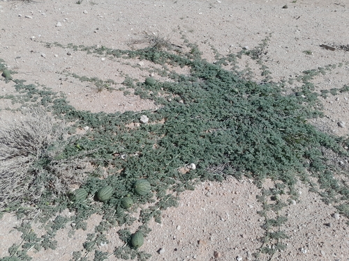 Image of Citrullus ecirrhosus by no rights reserved